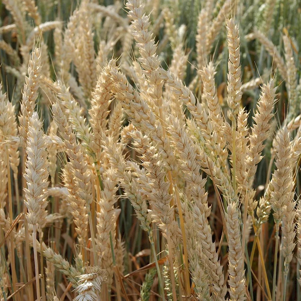 Weizenfeld