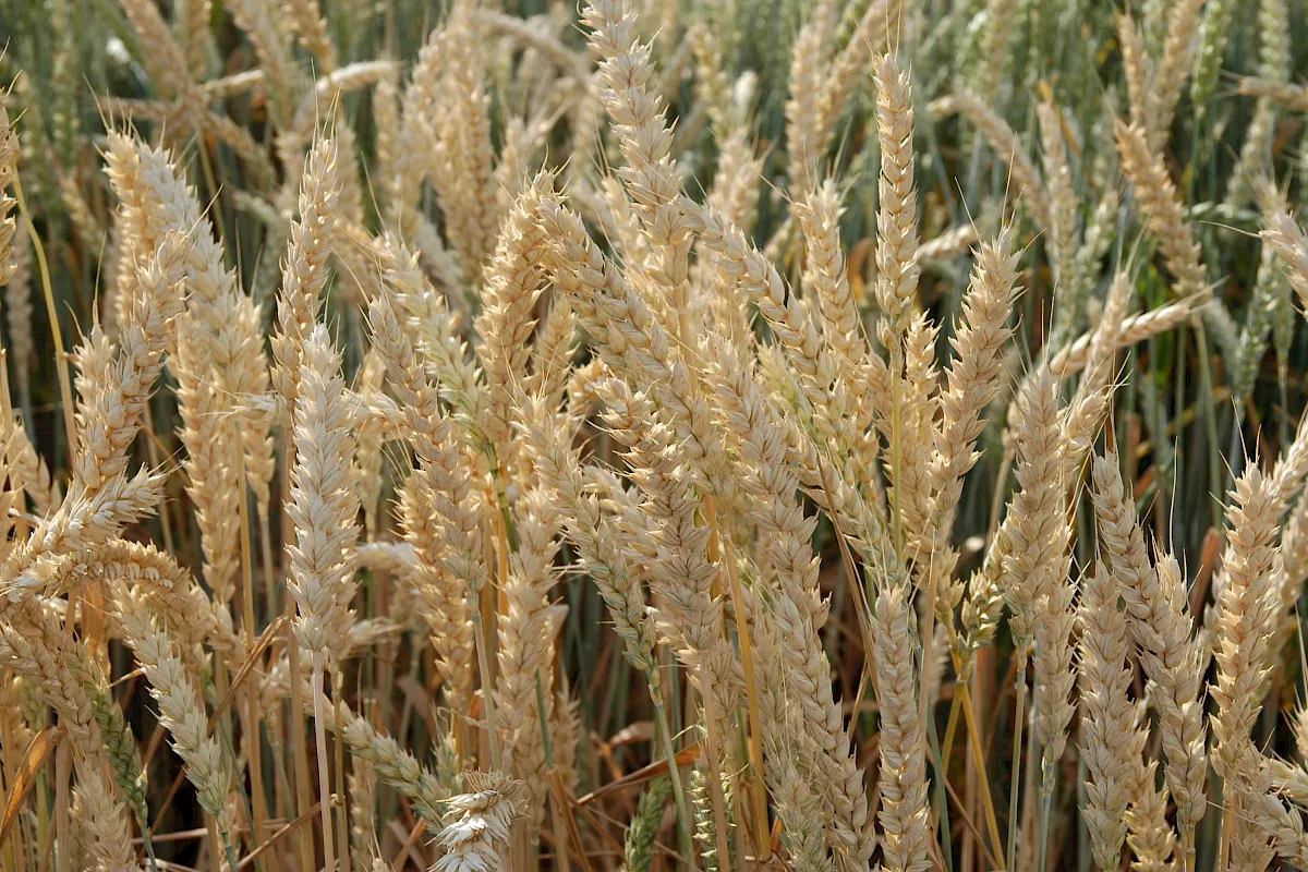 Weizenfeld