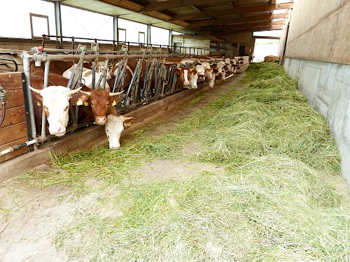 Kühle der Familie Hammel