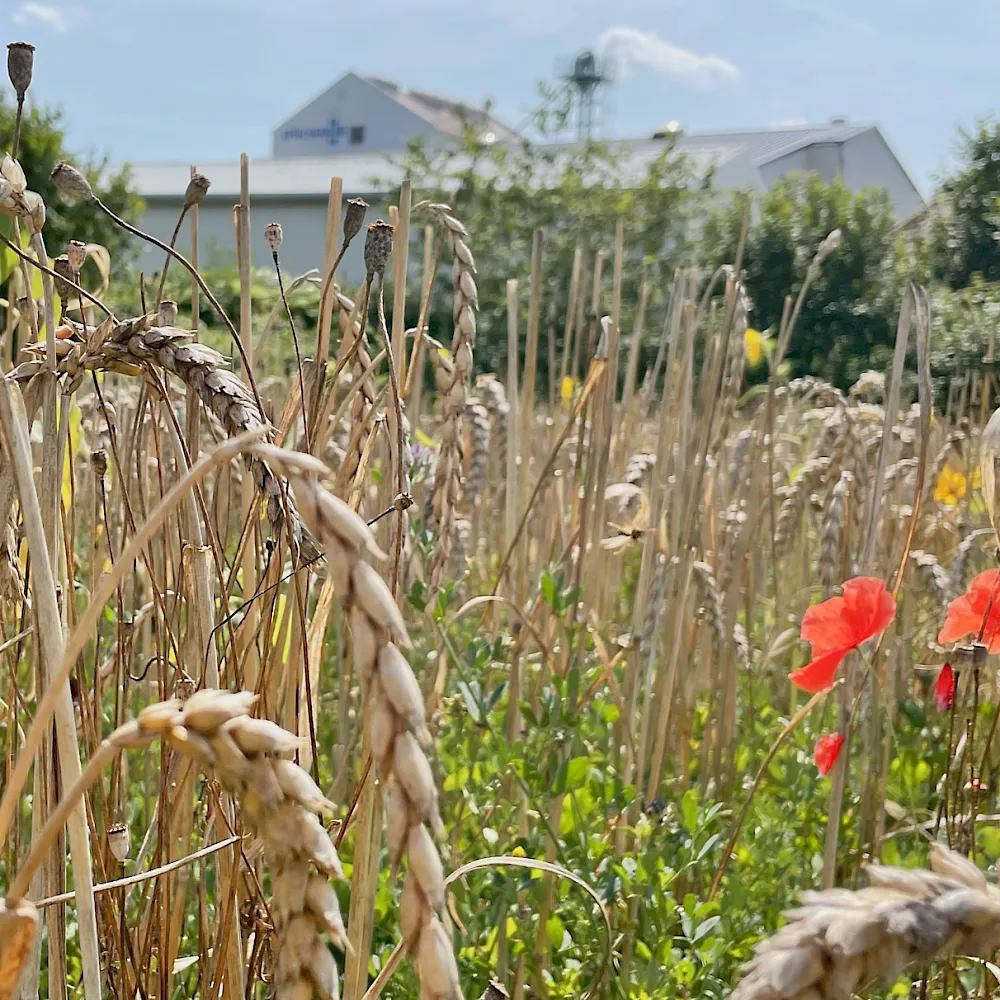 Lebendige Felder - Fruchtfolge als Garant für Biodiversität und Bodenfruchtbarkeit