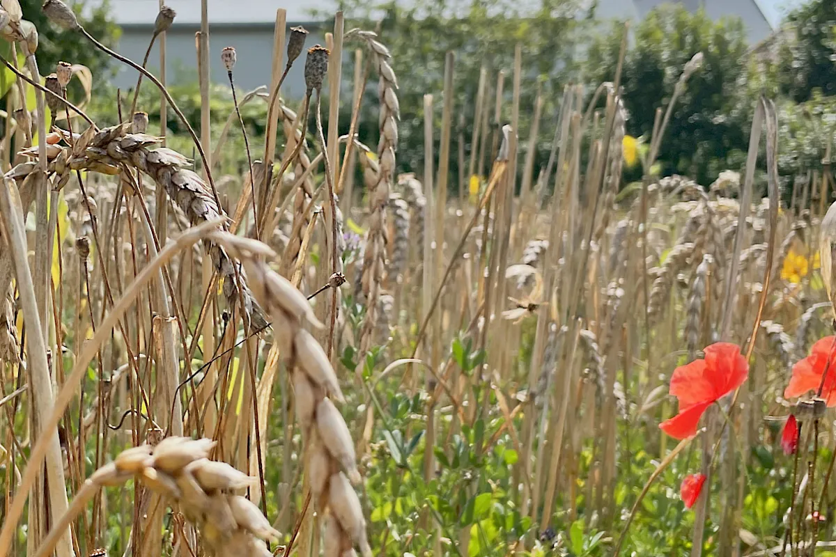 Lebendige Felder - Fruchtfolge als Garant f&uuml;r Biodiversit&auml;t und Bodenfruchtbarkeit