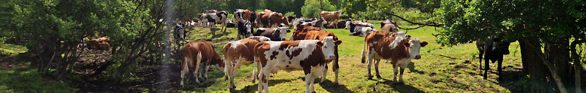 K&uuml;hle auf dem Feld