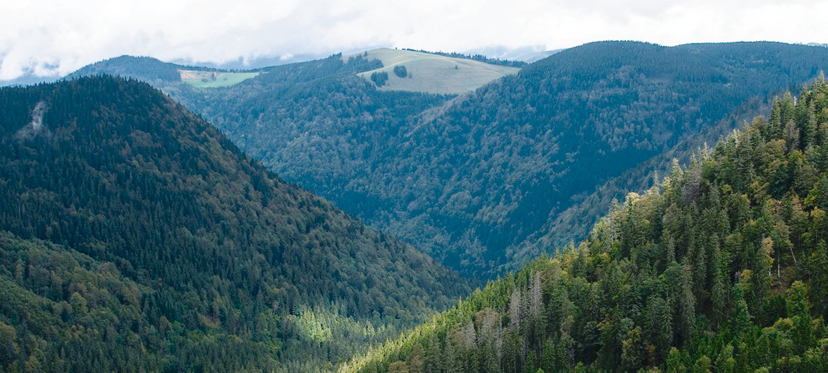 ein Waldgebirge