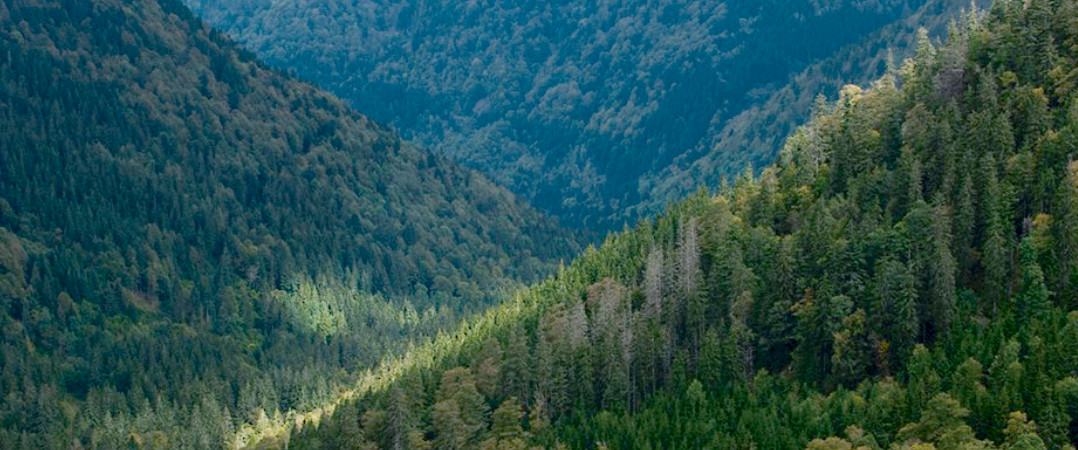 Bewaldete Berglandschaft