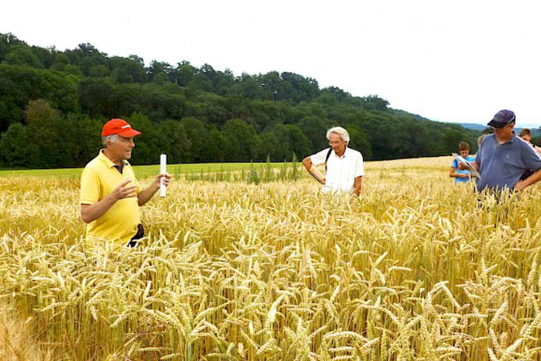 Getreidez&uuml;chter im Feld